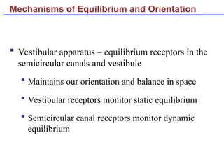 Mechanisms of Equilibrium and Orientation
 Vestibular apparatus – equilibrium receptors in the
semicircular canals and vestibule
 Maintains our orientation and balance in space
 Vestibular receptors monitor static equilibrium
 Semicircular canal receptors monitor dynamic
equilibrium
 