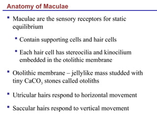 Anatomy of Maculae
 Maculae are the sensory receptors for static
equilibrium
 Contain supporting cells and hair cells
 Each hair cell has stereocilia and kinocilium
embedded in the otolithic membrane
 Otolithic membrane – jellylike mass studded with
tiny CaCO3 stones called otoliths
 Utricular hairs respond to horizontal movement
 Saccular hairs respond to vertical movement
 