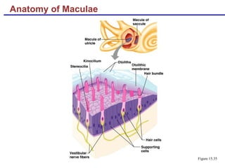 Anatomy of Maculae
Figure 15.35
 