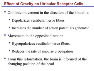 Effect of Gravity on Utricular Receptor Cells
 Otolithic movement in the direction of the kinocilia:
 Depolarizes vestibular nerve fibers
 Increases the number of action potentials generated
 Movement in the opposite direction:
 Hyperpolarizes vestibular nerve fibers
 Reduces the rate of impulse propagation
 From this information, the brain is informed of the
changing position of the head
 
