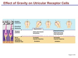 Effect of Gravity on Utricular Receptor Cells
Figure 15.36
 