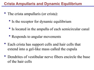Crista Ampullaris and Dynamic Equilibrium
 The crista ampullaris (or crista):
 Is the receptor for dynamic equilibrium
 Is located in the ampulla of each semicircular canal
 Responds to angular movements
 Each crista has support cells and hair cells that
extend into a gel-like mass called the cupula
 Dendrites of vestibular nerve fibers encircle the base
of the hair cells
 