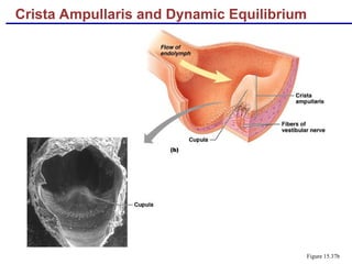 Crista Ampullaris and Dynamic Equilibrium
Figure 15.37b
 