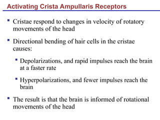 Activating Crista Ampullaris Receptors
 Cristae respond to changes in velocity of rotatory
movements of the head
 Directional bending of hair cells in the cristae
causes:
 Depolarizations, and rapid impulses reach the brain
at a faster rate
 Hyperpolarizations, and fewer impulses reach the
brain
 The result is that the brain is informed of rotational
movements of the head
 