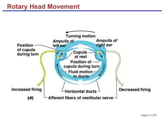 Rotary Head Movement
Figure 15.37d
 