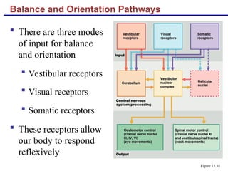 Balance and Orientation Pathways
 There are three modes
of input for balance
and orientation
 Vestibular receptors
 Visual receptors
 Somatic receptors
 These receptors allow
our body to respond
reflexively
Figure 15.38
 