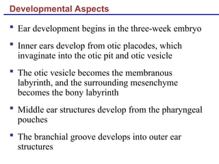 Developmental Aspects
 Ear development begins in the three-week embryo
 Inner ears develop from otic placodes, which
invaginate into the otic pit and otic vesicle
 The otic vesicle becomes the membranous
labyrinth, and the surrounding mesenchyme
becomes the bony labyrinth
 Middle ear structures develop from the pharyngeal
pouches
 The branchial groove develops into outer ear
structures
 