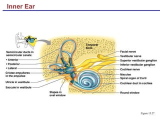 Inner Ear
Figure 15.27
 