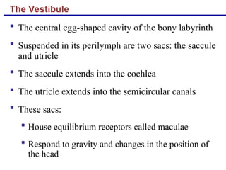 The Vestibule
 The central egg-shaped cavity of the bony labyrinth
 Suspended in its perilymph are two sacs: the saccule
and utricle
 The saccule extends into the cochlea
 The utricle extends into the semicircular canals
 These sacs:
 House equilibrium receptors called maculae
 Respond to gravity and changes in the position of
the head
 