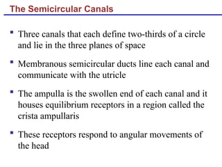 The Semicircular Canals
 Three canals that each define two-thirds of a circle
and lie in the three planes of space
 Membranous semicircular ducts line each canal and
communicate with the utricle
 The ampulla is the swollen end of each canal and it
houses equilibrium receptors in a region called the
crista ampullaris
 These receptors respond to angular movements of
the head
 