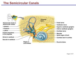 The Semicircular Canals
Figure 15.27
 
