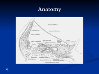 Anatomy 