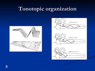 Tonotopic organization 