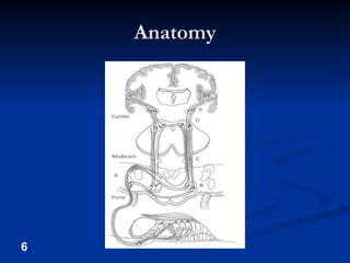 Anatomy 