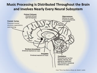 Music Processing is Distributed Throughout the Brain 
and Involves Nearly Every Neural Subsystem 
From “This is Your Brain on Music, by Daniel J. Levitin 
Frontal Cortex 
Processes musical 
structure, expectations 
and meaning 
 