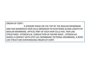 ORGAN OF CORTI :
A SENSORY RIDGE ON THE TOP OF THE BASILAR MEMBRANE
AND HAS NUMEROUS HAIR CELLS ARRANGED IN FOUR ROWS ALONG LENGTH OF
BASILAR MEMBRANE. APTICAL PART OF EACH HAIR CELLS HAS HAIR LIKE
STRUCTURES –STEREOCILIA. CONDUCTION OF SOUND WAVE , STEREOCILIA
MAKES A CONTACT WITH STIFF GEL MEMBRANE TECTORIAL MEMBRANE, A ROOF
LIKE STRUCTURE OVERHANGING ORGAN OF CORTI
 