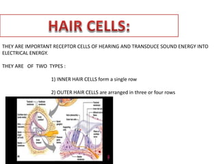 THEY ARE IMPORTANT RECEPTOR CELLS OF HEARING AND TRANSDUCE SOUND ENERGY INTO
ELECTRICAL ENERGY.
THEY ARE OF TWO TYPES :
1) INNER HAIR CELLS form a single row
2) OUTER HAIR CELLS are arranged in three or four rows
 