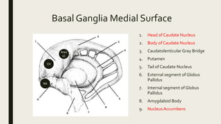 Basal Ganglia Medial Surface
1. Head of Caudate Nucleus
2. Body of Caudate Nucleus
3. Caudatolenticular Gray Bridge
4. Putamen
5. Tail of Caudate Nucleus
6. External segment of Globus
Pallidus
7. Internal segment of Globus
Pallidus
8. Amygdaloid Body
9. Nucleus Accumbens
Area
LC
CH
NA
 