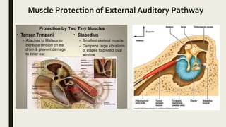 auditory hallucination end of life auditory hallucination end of life