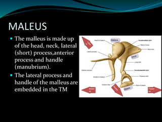 Malleus, incus and stapes.  Download Scientific Diagram