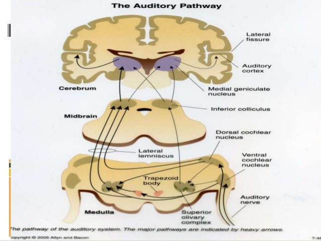 auditory nerve auditory nerve