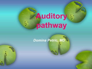Auditory
pathway
Domina Petric, MD
 