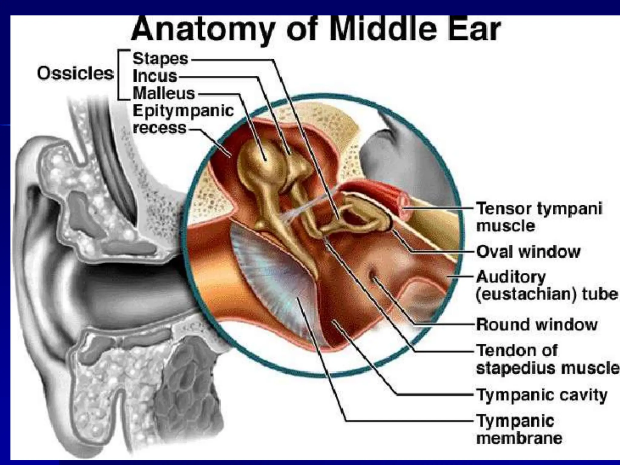 AUDITORY PATHWAY anatomy and physiologys | PPT