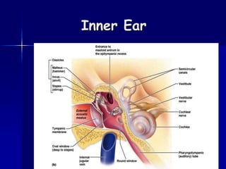 Inner Ear
 