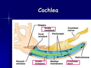 Cochlea
 