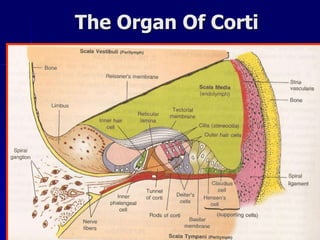 The Organ Of Corti
 