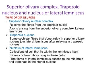 Superior olivary complex, Trapezoid
nucleus and nucleus of lateral lemniscus
THIRD ORDER NEURONS
 Superior olivary nuclear complex
Receive the fibres from the cochlear nuclei
Axons arising from the superior olivary complex- Lateral
lemniscus
 Trapezoid nucleus
Some cochlear fibres that donot relay in superior olivary
nucleus join lateral lemniscus after relaying in trapezoid
nucleus
 Nucleus of lateral lemniscus
Collections of cell that lie within the lemniscus itself
Some cochlear fibres relay in these cells
The fibres of lateral lemniscus ascend to the mid brain
and terminate in the nferior nucleus
 