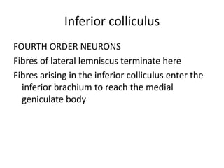 Inferior colliculus
FOURTH ORDER NEURONS
Fibres of lateral lemniscus terminate here
Fibres arising in the inferior colliculus enter the
inferior brachium to reach the medial
geniculate body
 