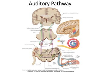 Auditory Pathway
 