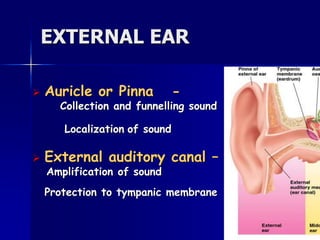 EXTERNAL EAR
 Auricle or Pinna -
Collection and funnelling sound
Localization of sound
 External auditory canal –
Amplification of sound
Protection to tympanic membrane
 