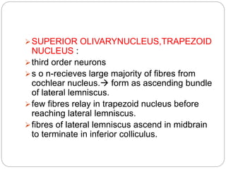 SUPERIOR OLIVARYNUCLEUS,TRAPEZOID
NUCLEUS :
third order neurons
s o n-recieves large majority of fibres from
cochlear nucleus. form as ascending bundle
of lateral lemniscus.
few fibres relay in trapezoid nucleus before
reaching lateral lemniscus.
fibres of lateral lemniscus ascend in midbrain
to terminate in inferior colliculus.
 