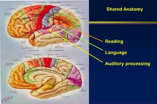 Shared Anatomy




Reading

Language

Auditory processing
 