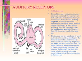 AUDITORY RECEPTORS
               •   A. The inner ear:
               •   The auditory and vestibular systems are
                   intimately connected. The receptors for
                   both are located in the temporal bone, in
                   a convoluted chamber called the bony
                   labyrinth. A delicate continuous
                   membrane is suspended within the bony
                   labyrinth, creating a second chamber
                   within the first. This chamber is called
                   the membranous labyrinth. The entire
                   fluid-filled structure is called the inner
                   ear.
               •   The inner ear has two membrane-covered
                   outlets into the air-filled middle ear - the
                   oval window and the round window.
                   The oval window is filled by the plate of
                   the stapes, the third middle ear bone. The
                   stapes vibrates in response to vibrations
                   of the eardrum, setting the fluid of the
                   inner ear sloshing back and forth. The
                   round window serves as a pressure
                   valve, bulging outward as pressure rises
                   in the inner ear.
 