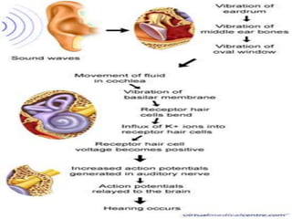 Auditory senses AND PATHWAY OF HEARING | PPTX
