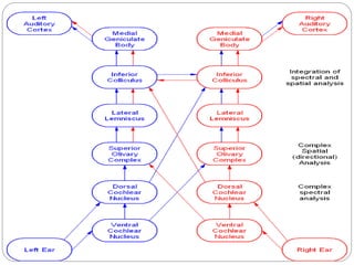 Auditory senses AND PATHWAY OF HEARING | PPTX