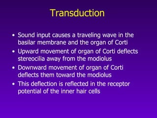 Transduction   Sound input causes a traveling wave in the basilar membrane and the organ of Corti  Upward movement of organ of Corti deflects stereocilia away from the modiolus Downward movement of organ of Corti deflects them toward the modiolus This deflection is reflected in the receptor potential of the inner hair cells 