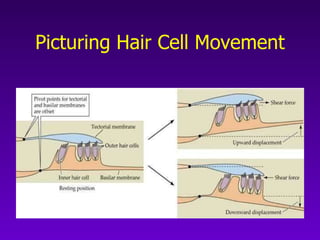 Picturing Hair Cell Movement 
