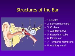 Auditory System | PPT