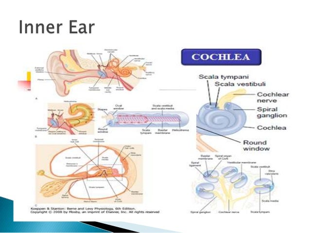 auditory sensitivity medical auditory sensitivity medical