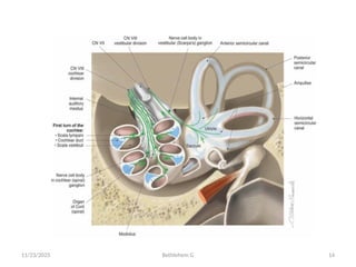 Anatomy and physiology Auditory system final.pptx