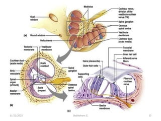 Anatomy and physiology Auditory system final.pptx