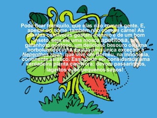Pode ficar tranquilo, que elas não comem gente. E, apesar do nome, também não comem carne! As plantas carnívoras gostam mesmo é de um bom inseto, seja ele uma mosca  apetitosa , um gafanhoto gostoso, um delicioso besouro ou uma borboleta docinha. Existe uma única exceção: a  Nepenthes rajah ,   que vive em Bornéu, na Indonésia, continente asiático. Essa pode ser considerada uma verdadeira planta carnívora: devora passarinhos, lagartos e até pequenos sapos!   