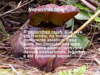 Nepenthes   rajah A  nepenthes rajah ,   que vive em Bornéu, na Indonésia, continente asiático. Essa pode ser considerada uma verdadeira planta carnívora: devora passarinhos, lagartos e até pequenos sapos!   