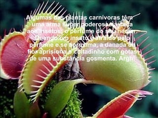 Algumas das plantas carnívoras têm uma arma super poderosa na caça aos insetos: o perfume do seu néctar. Quando um inseto é atraído pelo perfume e se aproxima, a danada da flor aprisiona o coitadinho com gotas de uma substância gosmenta. Argh! 