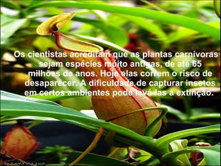 Os cientistas acreditam que as plantas carnívoras sejam espécies muito antigas, de até 65 milhões de anos. Hoje elas correm o risco de desaparecer. A dificuldade de capturar insetos em certos ambientes pode levá-las à extinção.  