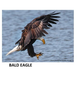 BALD EAGLE 
Photo provided by Audubon Florida  